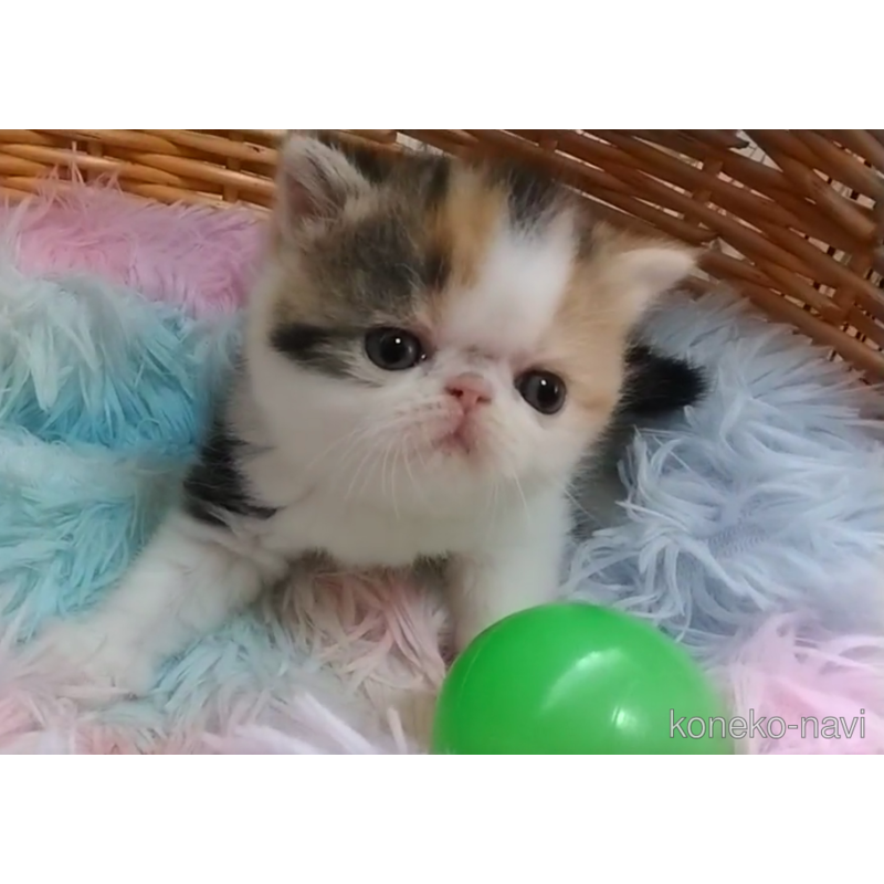 販売中の愛知県のエキゾチックショートヘア-122306の4枚目